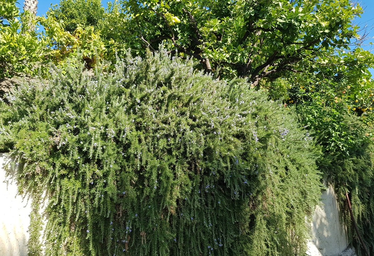 Was blüht im Herbst in Andalusien?