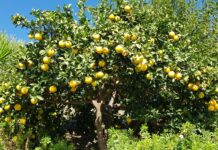 Was blüht im Herbst in Andalusien?