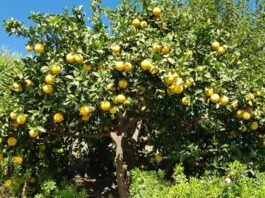 Was blüht im Herbst in Andalusien?