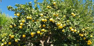 Was blüht im Herbst in Andalusien?