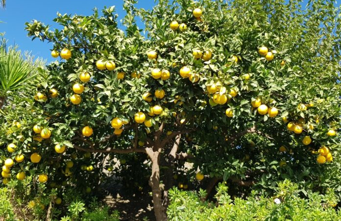 Was blüht im Herbst in Andalusien?