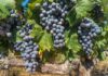 Beste Weine aus Spanien
