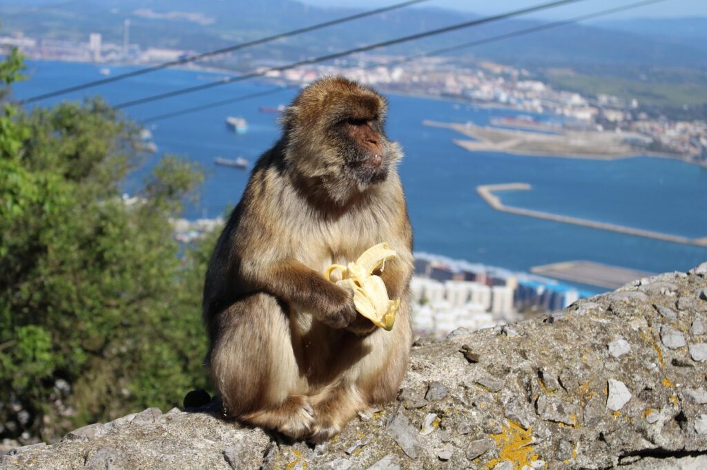 Gibraltar von Spanien aus besuchen