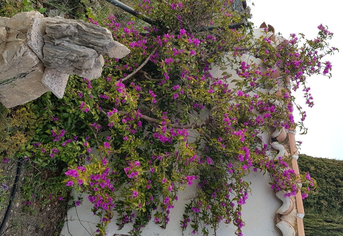 Winterblüte in Andalusien