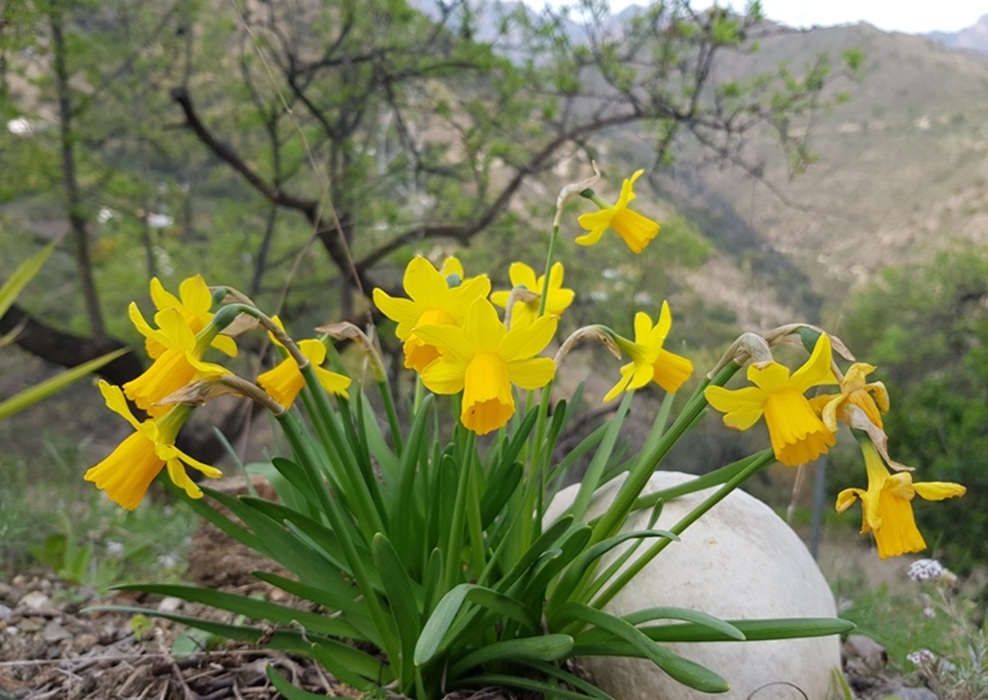 Winterblüte in Andalusien