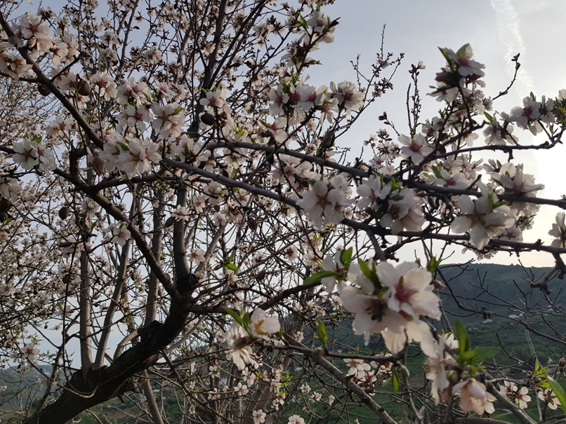 Winterblüte in Andalusien