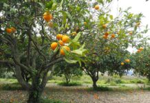 Winterblüte in Andalusien