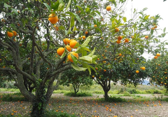 Winterblüte in Andalusien