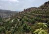 Kaffeplantage in La Herradura