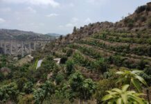 Kaffeplantage in La Herradura