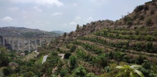 Kaffeplantage in La Herradura