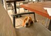 Restaurants mit Hund Málaga