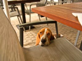 Restaurants mit Hund Málaga