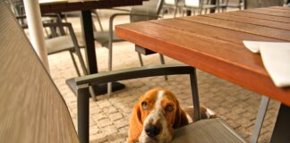 Restaurants mit Hund Málaga