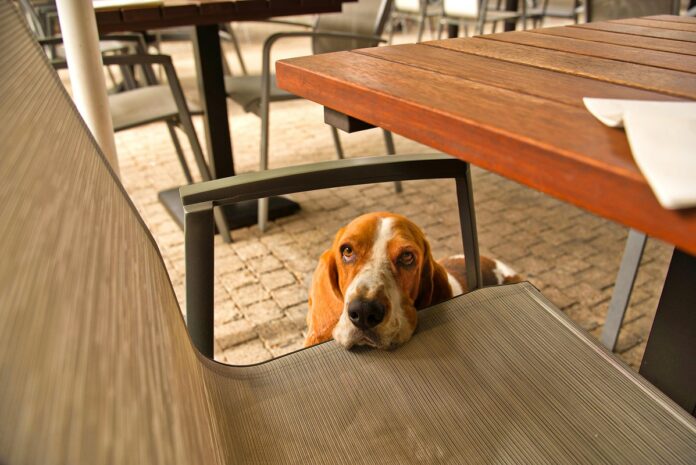 Restaurants mit Hund Málaga