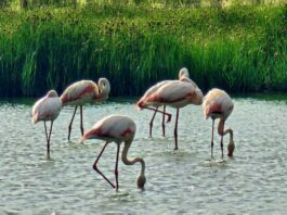 Flamingos Málaga 2025