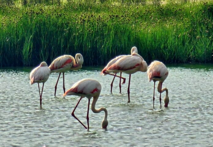 Flamingos Málaga 2025 Flamingos Málaga 2025
