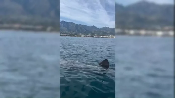 Hai vor Marbella Hai Marbella