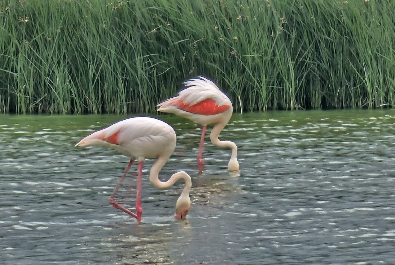 Flamingo-Spektakel in Andalusien: Laguna de Fuente de Piedra erlebt Ausnahmejahr Flamingos Málaga 2025