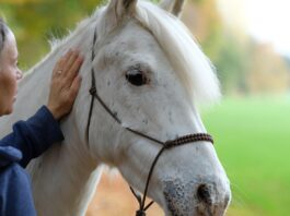 Mit Pferd an die Costa del Sol