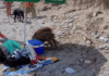 Wildschweine Nerja 2025