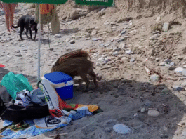 Wildschweine Nerja 2025