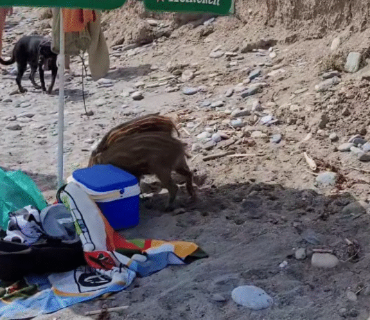 Wildschweine Nerja 2025
