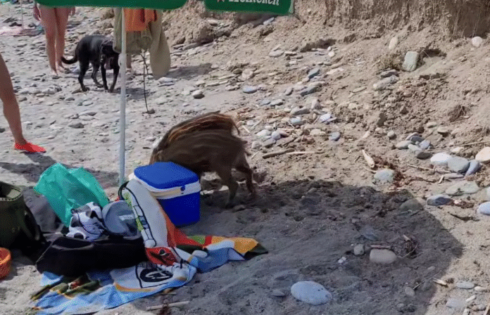Wildschweine Nerja 2025