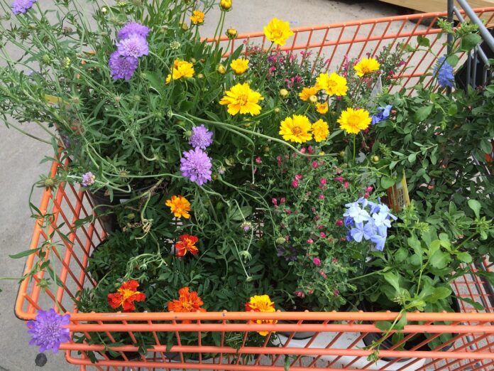 gardening-898164_1280 Gartencenter an der Costa del Sol