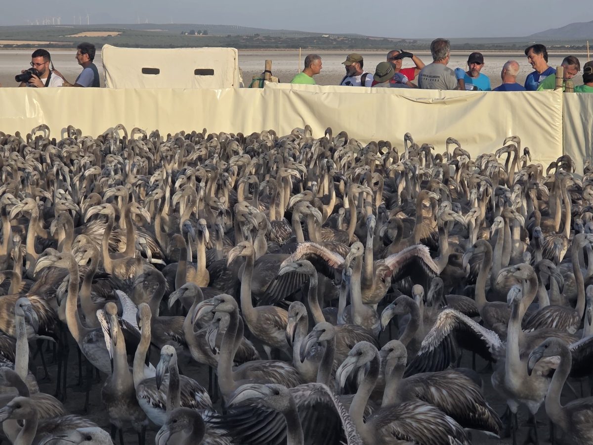 Beringung Flamingos Málaga 2025
