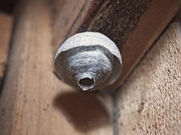 Was tun bei Wespennest Málaga