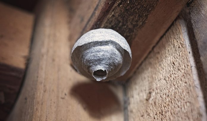 Was tun bei Wespennest Málaga