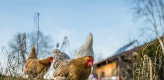 Spanien verhängt Stallpflicht für Geflügel in fast 1.200 Gemeinden Vogelgrippe Spanien 2025