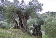 Ältester Olivenbaum in Málaga