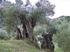 Ältester Olivenbaum in Málaga