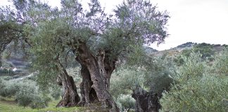 Ältester Olivenbaum in Málaga