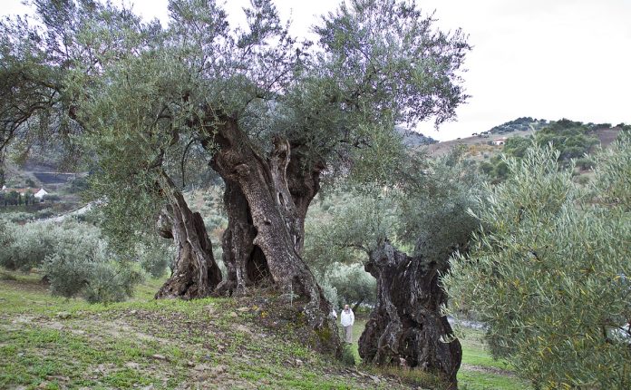 Ältester Olivenbaum in Málaga