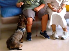 Therapiehunde Andalusien