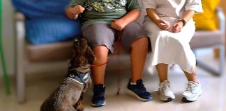 Therapiehunde Andalusien