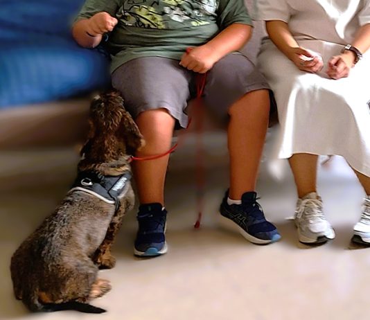 Therapiehunde Andalusien