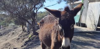Donkey Dreamland lädt am Samstag, den 20. Dezember zum Weihnachtsmarkt ein Donkey Dreamland Weihnachtsmarkt