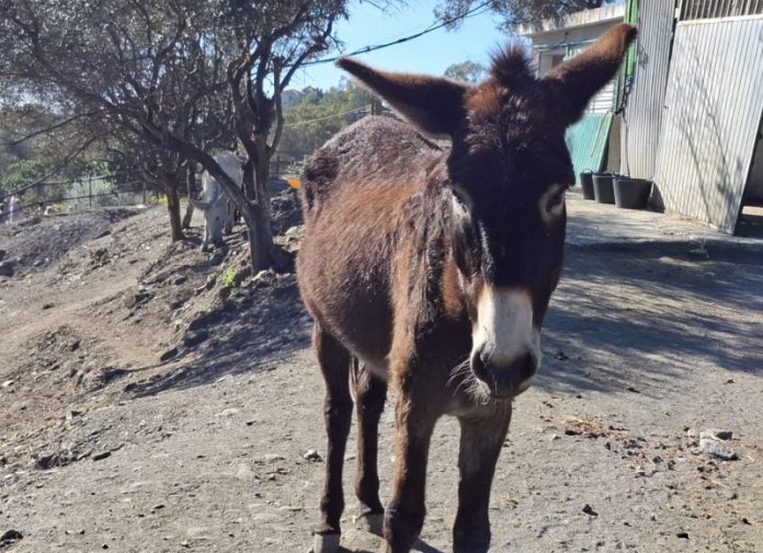 Donkey Dreamland Weihnachtsmarkt Donkey Dreamland Weihnachtsmarkt