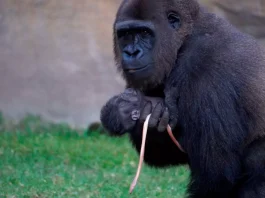 Gorillanachwuchs Costa del Sol