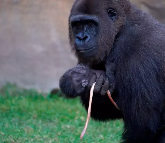 Nachwuchs im Tierpark: Bioparc Fuengirola feiert seltene Gorillageburt Gorillanachwuchs Costa del Sol