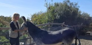 Donkey Dreamland in Mijas – wo Esel träumen dürfen Donkey Dreamland Mijas