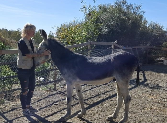 Donkey Dreamland Mijas Donkey Dreamland Mijas