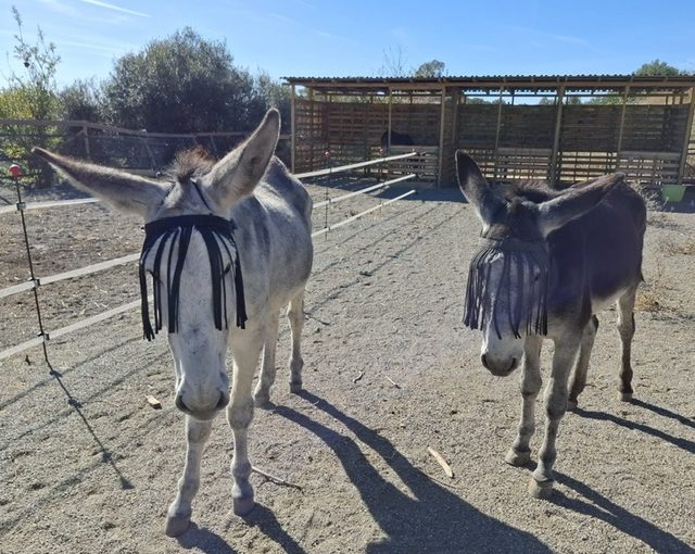 Donkey Dreamland in Mijas - wo Esel träumen dürfen Donkey Dreamland Mijas