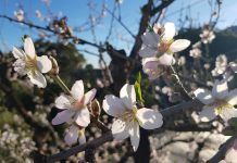 Mandelblüte an der Costa del Sol