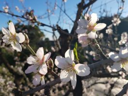 Mandelblüte an der Costa del Sol