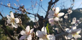 Die Zeit der Mandelblüte an der Costa del Sol ist angebrochen Mandelblüte an der Costa del Sol